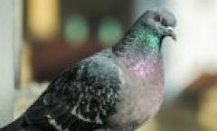 Найти перо птицы — что значит примета, о чем говорит цвет пера