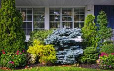 How to plant blue spruce in the fall
