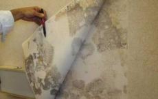 Remedies for mold and mildew on apartment walls: the best preparations