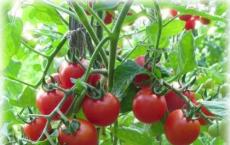 How to properly plant tomatoes in a greenhouse