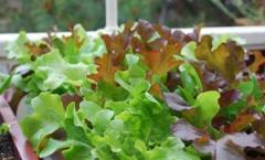 How to grow lettuce at home