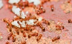 Dream interpretation: what do ants dream of