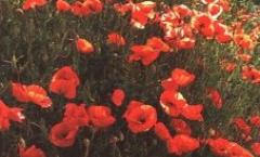 The most ancient spell on poppy Poppy, consecrated application