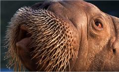 What is a walrus and what does it do?  Walrus.  Photos and videos of walruses.  Description, reproduction, interesting facts about walruses.  Distribution and migrations