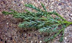 Juniper benefit and harm where and how to plant near the house Juniper how to distinguish poisonous from