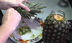 How to grow a pineapple at home from the top, care features How to plant a pineapple from the top at home